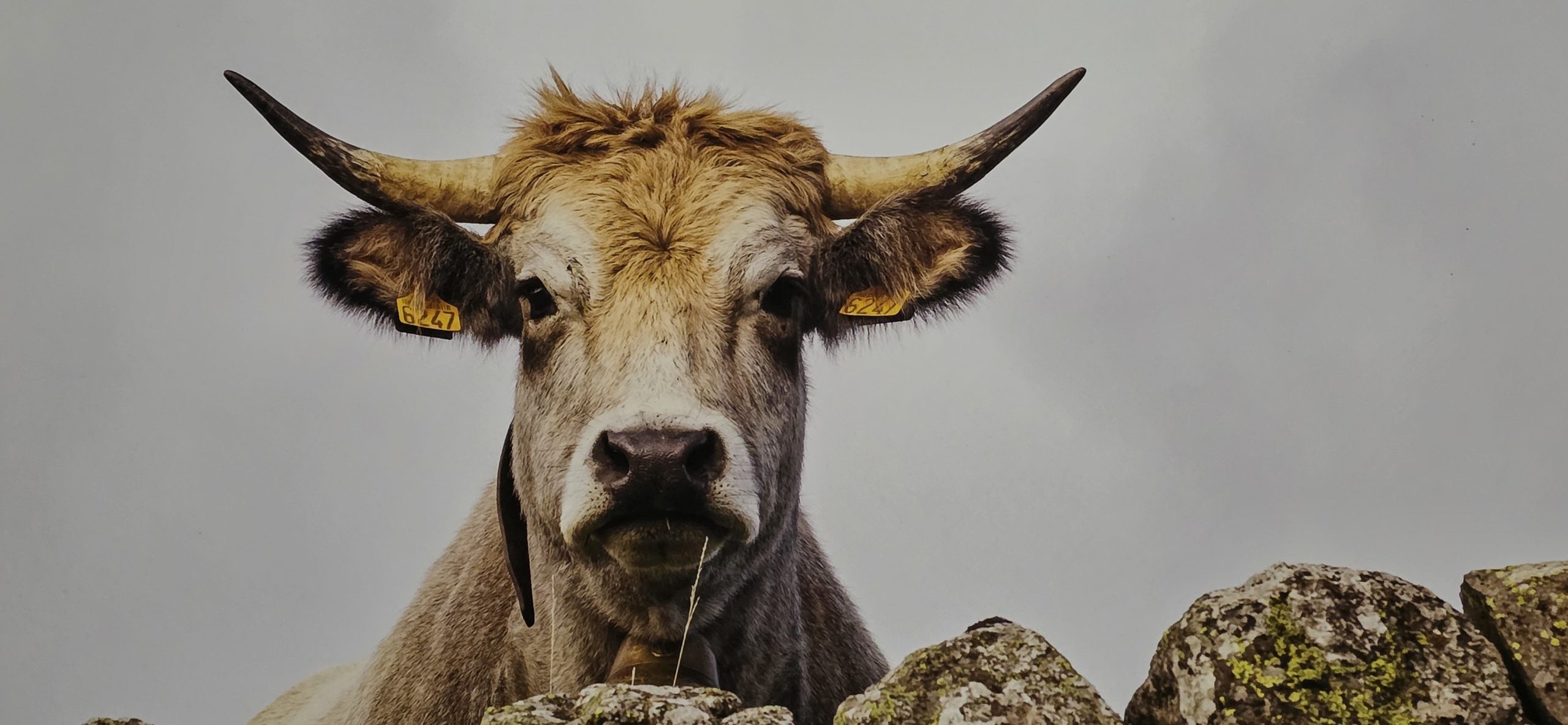 Vache d'Aubrac Trek Évasion