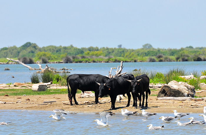 La camargue Trek Évasion